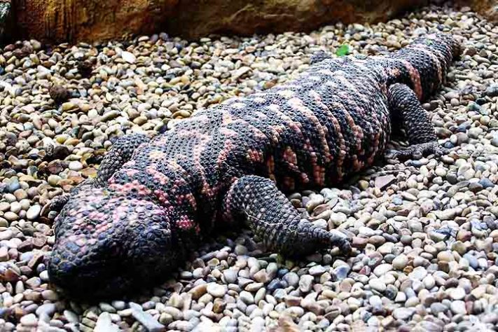 Monstro-de-gila - Ozempic