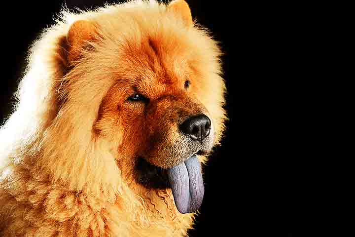 A língua azul é uma característica única e marcante da raça Chow-Chow, que a distingue de outras raças de cães. Essa peculiaridade é resultado de uma mutação genética que causa uma pigmentação escura nas células da língua, tornando-a de cor azul-escura ou até mesmo roxa.  - Luigi Anton Borromeo/Wikimédia Commons