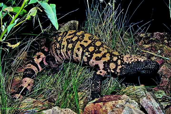 Trata-se do monstro-de-gila (Heloderma suspectum), um pequeno lagarto peçonhento encontrado no sudoeste dos Estados Unidos e no noroeste do México. 
-Jeff Servoss/Wikimédia Commons