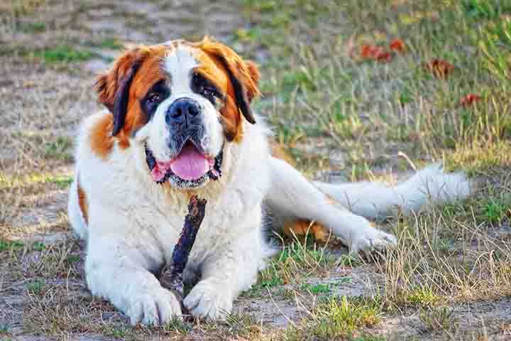 A expectativa de vida do São Bernardo é, em média, de 8 a 10 anos, o que é relativamente curto para uma raça de porte grande. Apesar de sua expectativa de vida ser menor, esses cães têm uma personalidade marcante e deixam uma impressão duradoura em seus donos. Seu tamanho e energia podem diminuir com a idade, mas o amor e a lealdade continuam inabaláveis.
