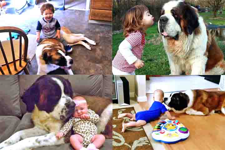 Esse cão é famoso pelo seu temperamento dócil e amigável, o que o torna excelente para famílias com crianças. Apesar de seu porte grande e imponente, o São Bernardo é extremamente calmo e paciente, e tem grande tolerância com os pequenos. Ele também se dá bem com outros animais e adora a companhia de seus humanos.