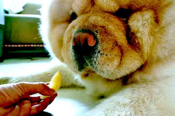 A expectativa de vida da raça varia entre 9 e 15 anos. Para garantir longevidade e saúde, é essencial oferecer uma alimentação balanceada e visitas regulares ao veterinário. Exercícios moderados também contribuem para manter o cão ativo e saudável. - Reprodução do Youtube