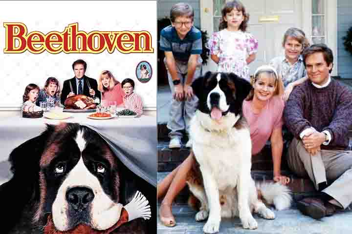 O São Bernardo é muito conhecido por sua associação com o filme Beethoven, uma comédia familiar que estreou em 1992. No filme, o protagonista, um São Bernardo travesso e cheio de energia, causa diversas situações engraçadas. O filme ajudou a popularizar a raça, mostrando a natureza amigável e divertida do São Bernardo de forma carinhosa.
