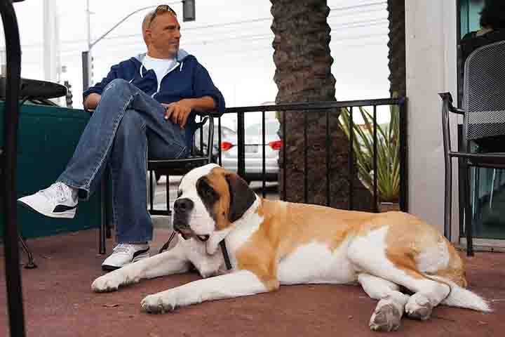 Por ser um cão de grande porte, o São Bernardo é mais comum em casas com espaço amplo. Ele não é ideal para ambientes pequenos, como apartamentos, devido ao seu tamanho e necessidade de exercício. Sua presença em casas com jardins ou quintais é mais adequada para garantir que ele tenha espaço suficiente para se mover.
