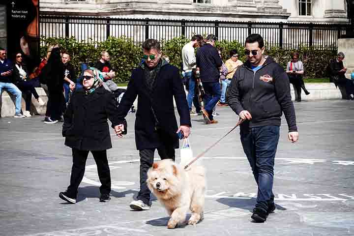 O Chow-Chow é encontrado em diversas partes do mundo, sendo popular tanto em áreas urbanas quanto rurais. Seu porte médio permite que se adapte a diferentes ambientes. No entanto, necessita de um espaço confortável para descansar e se movimentar. -  Flickr Garry Knight