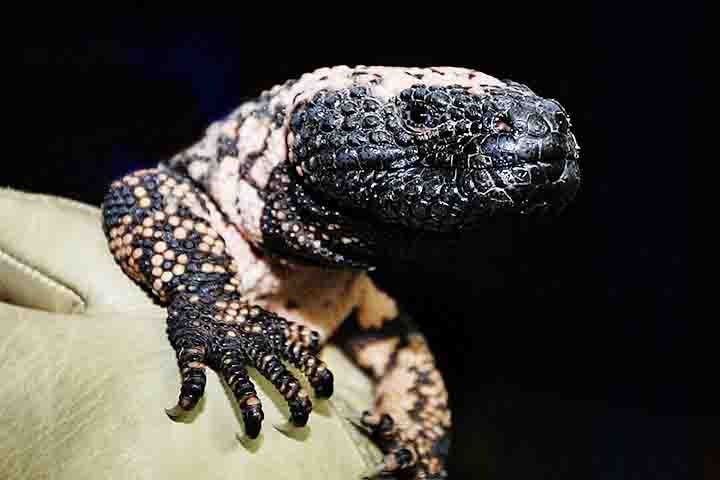 Além disso, os pesquisadores descobriram que o veneno do monstro-de-gila contém um hormônio que auxilia seu metabolismo a reduzir de tal forma a velocidade que ele pode sobreviver por longo tempo com baixo consumo calórico.
