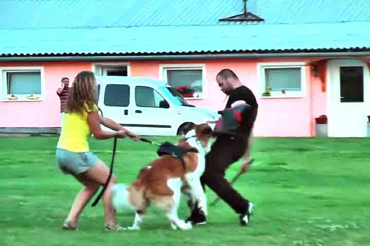 Essa raça de cão é também apreciada por sua habilidade em proteger a família. A natureza protetora e vigilante do São Bernardo o torna excelente para ser um cão de guarda, sem perder sua suavidade com as pessoas que conhece. Sua presença imponente é suficiente para dissuadir qualquer intruso, mas ele sempre será gentil com quem ama.
