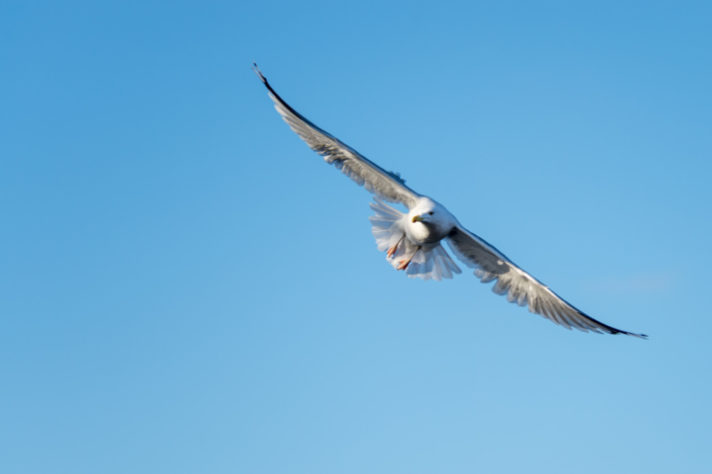 Gaivota