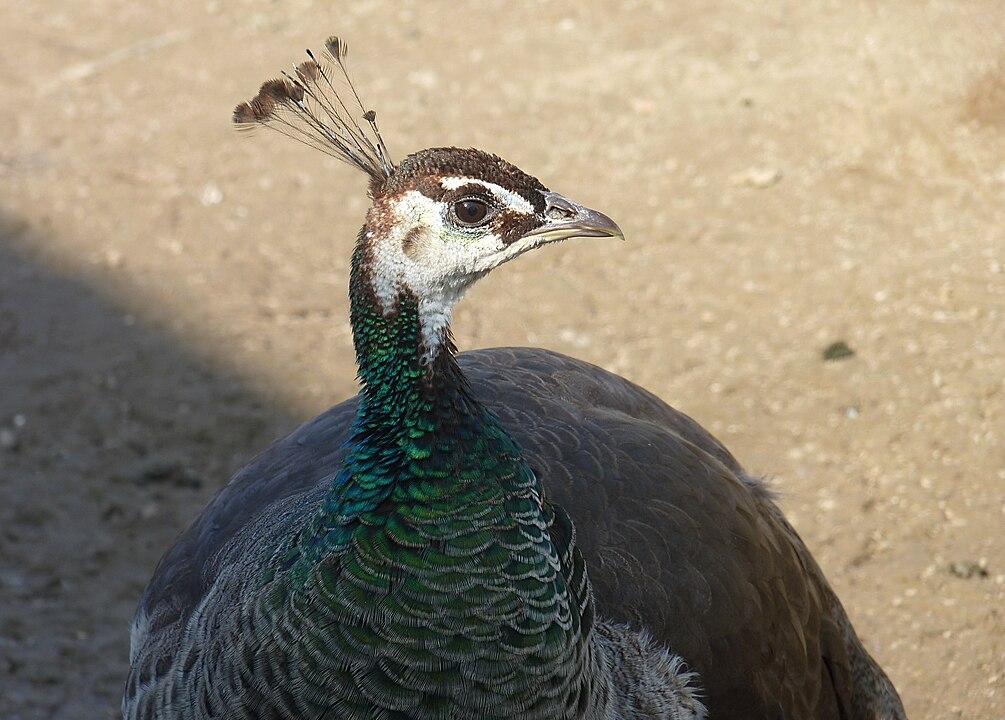 Quanto aos filhotes, nas três espécies as cores são mistas. Há variação entre amarelo pálido e pardo, com manchas de cor marrom-escuro ou castanho claro e marfim