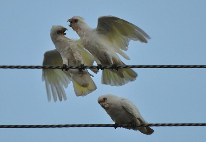 Cacatua