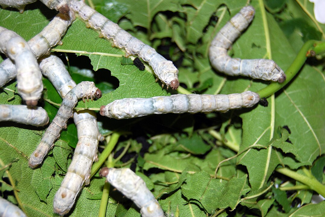 Bicho-da-Seda (Bombyx mori) - A lagarta secreta fios de seda e forma um casulo para a fase de pupa. Esse casulo é usado na produção comercial de seda. Ele protege o inseto enquanto ele se transforma em mariposa.
