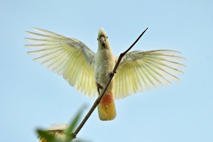 Cacatua