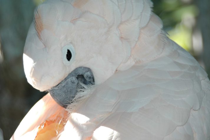 Cacatua