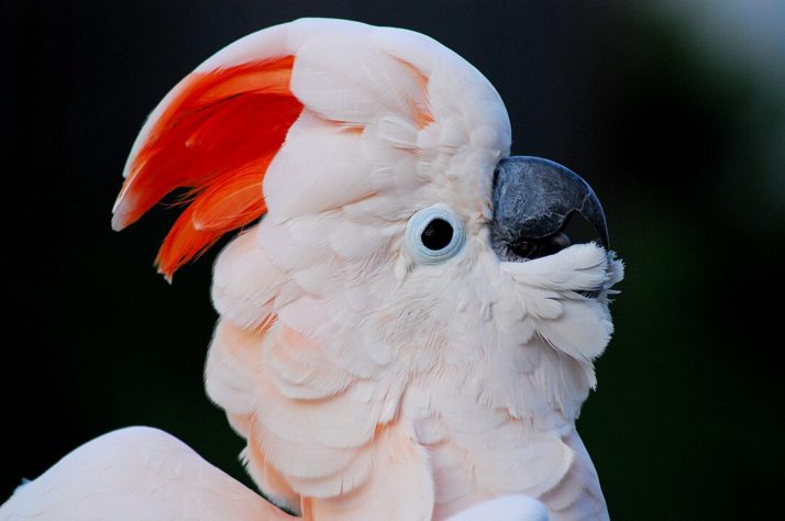 Cacatua