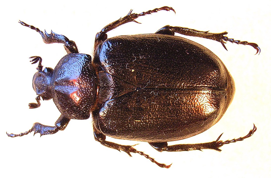 É um besouro raro que vive em florestas antigas da Europa. Alimenta-se de madeira em decomposição. Pode viver até 5 anos.