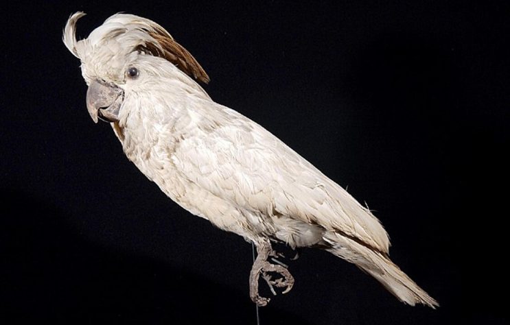 Cacatua
