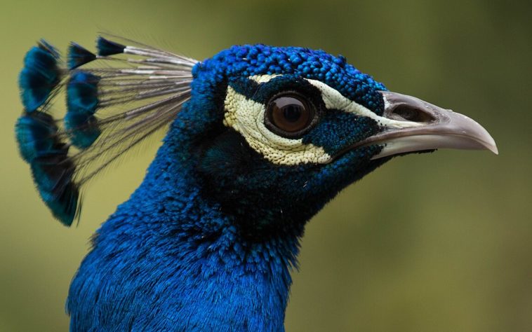 Pavão