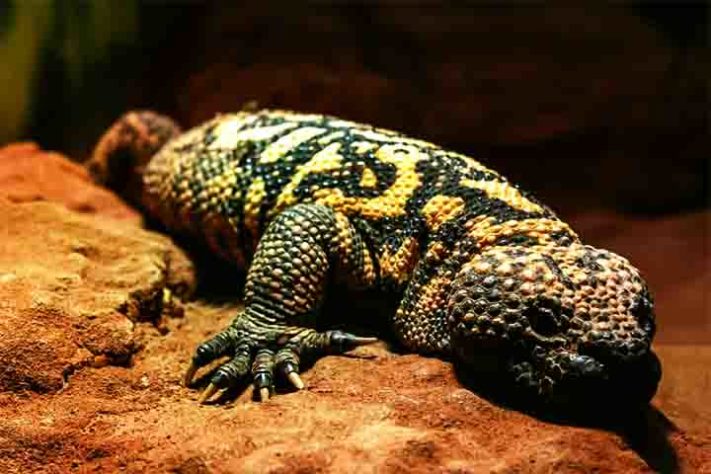 Monstro-de-gila - Ozempic