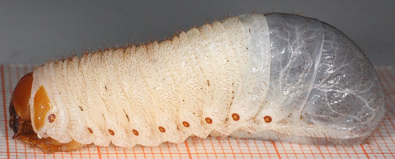Besouro-Heremita (Osmoderma eremita) - Faz um casulo de madeira triturada dentro de troncos ocos. O casulo protege a larva enquanto ocorre a metamorfose. Esse processo pode levar até três anos.