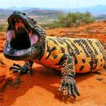 Monstro-de-gila (Heloderma suspectum), Lagarto, Réptil - Reprodução do Facebook Da Silva Sauro