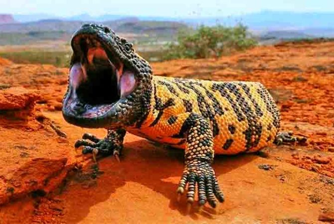 Veneno de lagarto monstro-de-gila foi chave para criação do Ozempic