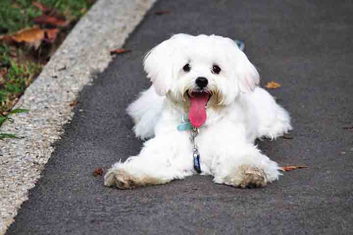 O Maltês é ideal para quem busca um cão pequeno, de personalidade doce e boa convivência com outros animais. Sua natureza amigável e adaptabilidade o tornam uma escolha popular entre aqueles que vivem em apartamentos ou espaços pequenos. Ele é o companheiro perfeito para quem ama cães carinhosos e companheiros.

