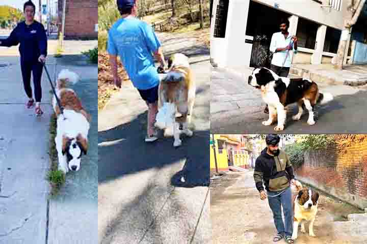 O São Bernardo é um excelente companheiro para donos ativos, que gostam de caminhar com um cão grande ao lado. Embora não seja um cão hiperativo, ele aprecia passeios ao ar livre e momentos de interação com seus donos. Esses passeios também são uma oportunidade para o São Bernardo socializar com outros cães e pessoas.