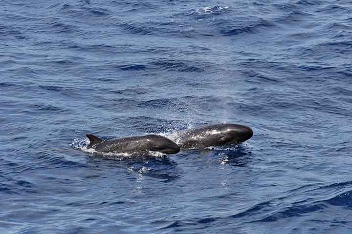 As falsas-orcas são animais excessivamente sociais, o que explicaria por que encalham em grandes grupos. 