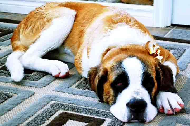 Essa raça é especialmente famosa por sua natureza calma, o que a torna ideal para quem busca um cão mais relaxado e fiel. O São Bernardo pode passar longos períodos deitado ao lado de seus donos, mas também adora momentos de diversão e interação. 