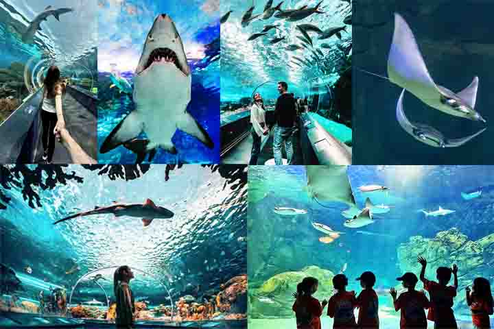 Ripley’s Aquarium of Canada (2013) – Um dos maiores aquários do Canadá, com mais de 16 mil animais marinhos. Possui um túnel subaquático com tubarões nadando acima dos visitantes. Exibe arraias, águas-vivas e espécies exóticas do mundo todo.- Reprodução do Instagarm @ripleysaquaca
