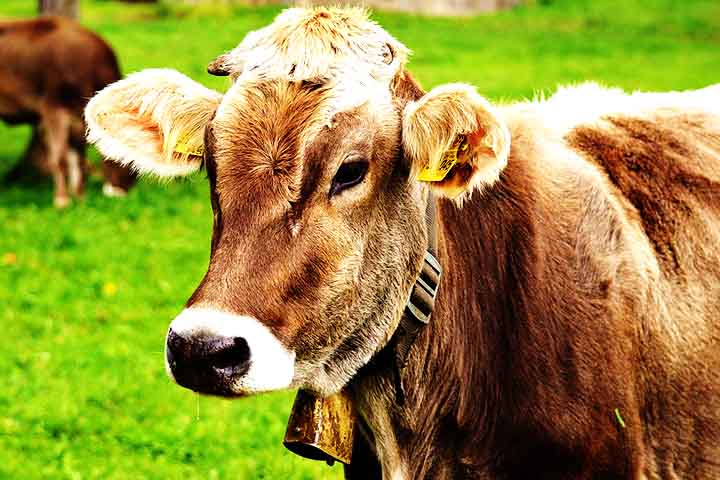 Sino de Vaca ou Animal – Feito de metal ou madeira, é preso ao pescoço de vacas, cabras ou ovelhas para facilitar a localização dos animais. O som varia conforme o formato e o material do sino.