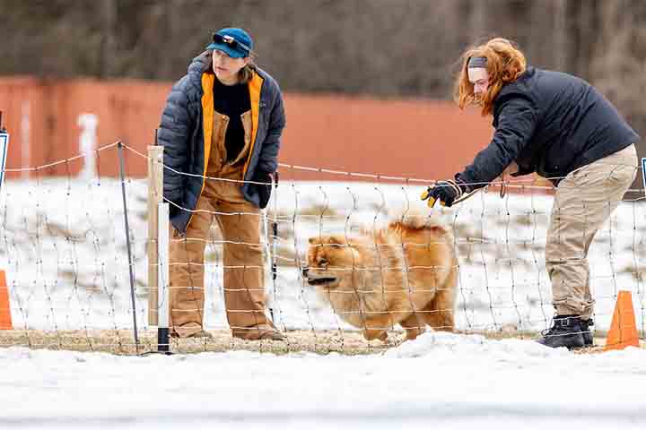 O Chow-Chow não é indicado para tutores inexperientes. Sua personalidade reservada e sua necessidade de um treinamento firme exigem conhecimento e dedicação. É um cão ideal para quem aprecia independência e um temperamento mais tranquilo.