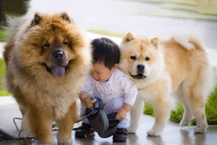Criado de forma responsável, torna-se um cão leal e confiável. Seu visual majestoso e comportamento sereno o tornam uma raça única. Para quem busca um companheiro elegante e distinto, o Chow-Chow é uma excelente escolha.