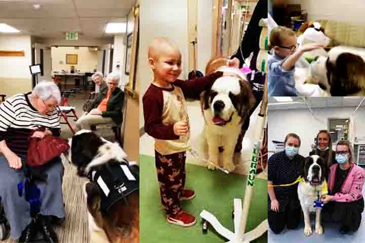 Sua natureza tranquila e a empatia com os humanos fazem dele um excelente candidato para trabalhar em hospitais e asilos, oferecendo conforto a quem precisa.