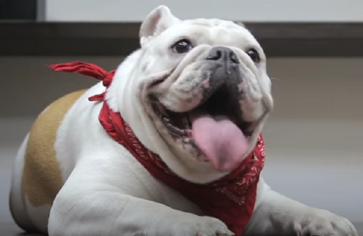 13Â° lugar: Buldogue InglÃªs - atÃ© R$?25.500. De origem britÃ¢nica, Ã© robusto, dÃ³cil e teimoso; exige cuidados com respiraÃ§Ã£o e pele.