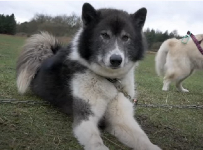 5° lugar: Cão Esquimó Canadense - Canadian Eskimo Dog – até R$?44.625. Desenvolvido no Ártico canadense, foi usado por povos inuítes para puxar trenós; forte e resistente ao frio.