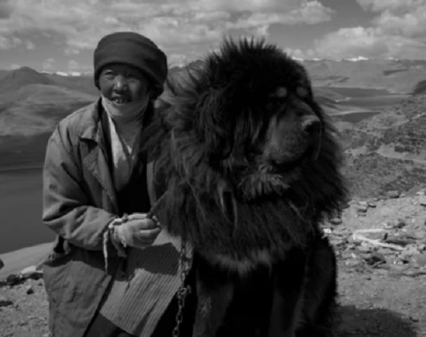 2º lugar - Mastim Tibetano (Tibetan Mastiff) – até R$?51.000. Originário do Tibete, é um cão gigante, protetor e independente, criado historicamente para guarda de mosteiros e rebanhos.