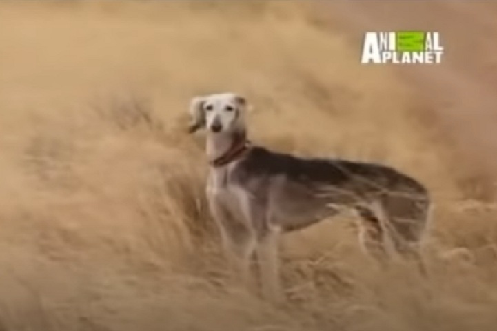 <p>Saluki: Originário da Ásia, o Saluki é um cão de porte elegante e corpo esguio, famoso por sua velocidade e resistência. É reservado e leal, com uma natureza independente e um instinto de caça apurado.</p>

