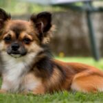 chihuahua - cachorro