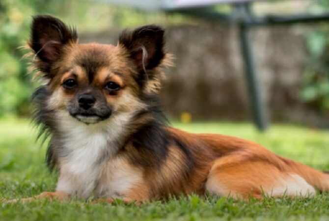 Raças de cachorro que vivem por mais tempo