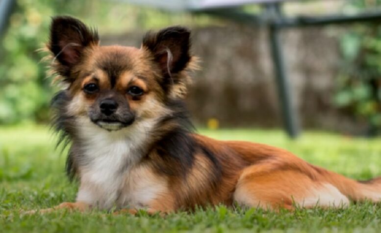 raças de cachorro que vivem por mais tempo