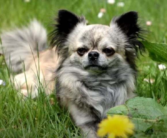 No que diz respeito à socialização, o Chihuahua pode ser um pouco reservado com estranhos, mas com a devida exposição e treinamento, pode se tornar um cão sociável e amigável. 