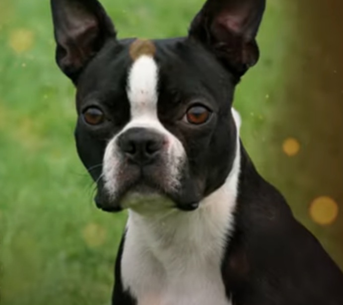 Assim como nós humanos temos impressões digitais únicas, os cachorros possuem ranhuras e detalhes que só existem naquele determinado focinho. 