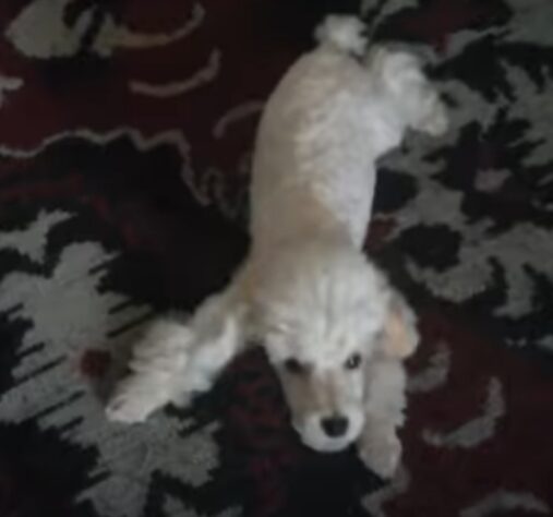 raças de cachorro que vivem por mais tempo