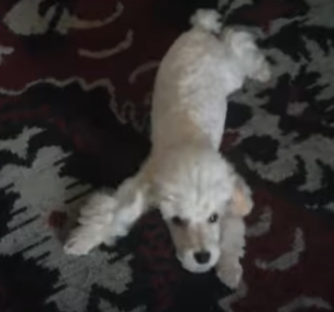 Poodle- Podem viver em média de 10 a 18 anos. Alguns países, como a França e a Alemanha, reivindicam a origem da raça, que tem pelagem cacheada e é conhecida por sua inteligência e fidelidade.