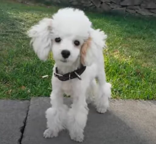 raças de cachorro que vivem por mais tempo