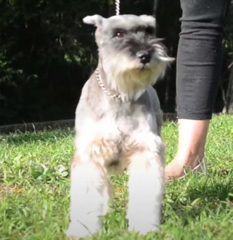 raças de cachorro que vivem por mais tempo