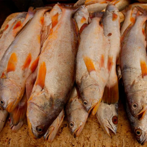 Peixe de Pescada Amarela