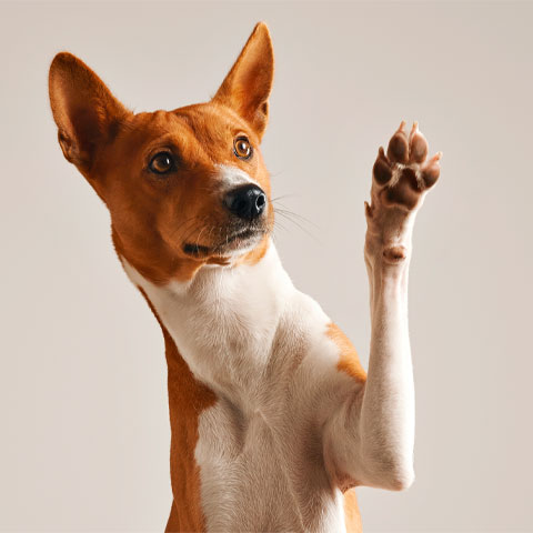 Se vocÃª quer saber se o seu cachorrinho estÃ¡ feliz, triste ou ansioso, vocÃª pode prestar bastante atenÃ§Ã£o na movimentaÃ§Ã£o das orelhas dele. Ã? com elas que os cachorros tambÃ©m conseguem mostrar suas reaÃ§Ãµes faciais e sentimentos. 