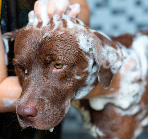 Os doguinhos agradecem! Saiba como ajudar seu cachorro a se refrescar